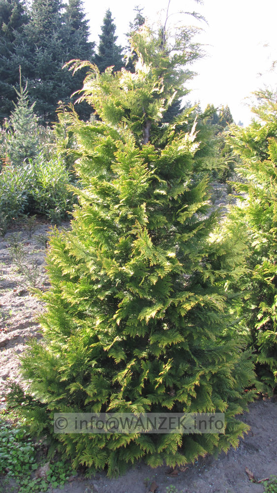 Chamaecyparis lawsoniana Yvonne - Sol 3m.JPG